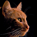 portraits & snapshots